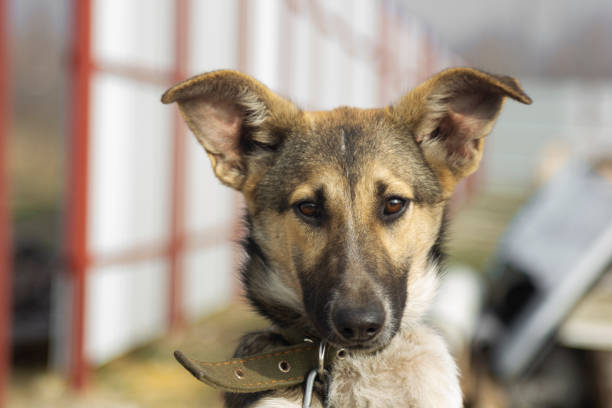 istock A dog without a breed from a shelter for homeless animals. A mongrel with character. 1248752074