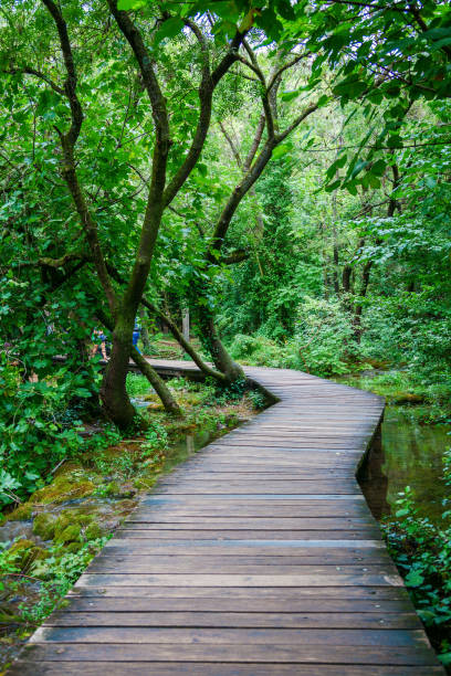 istock wooden pathway in Krka National Park 1248752192