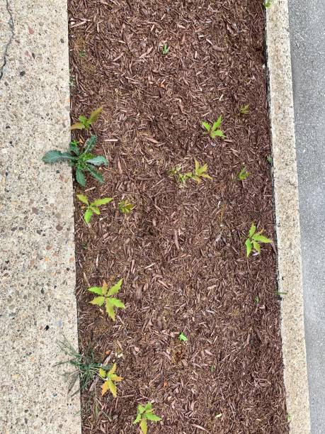 istock Garden Bed by Street with Weeds 1248752390