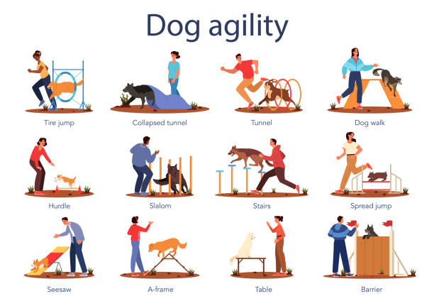 ilustraciones, imágenes clip art, dibujos animados e iconos de stock de juego de agilidad para perros. ejercicio de entrenamiento para mascotas. mujer y hombre entrenando a su perro mascota. feliz - dog school illustrations