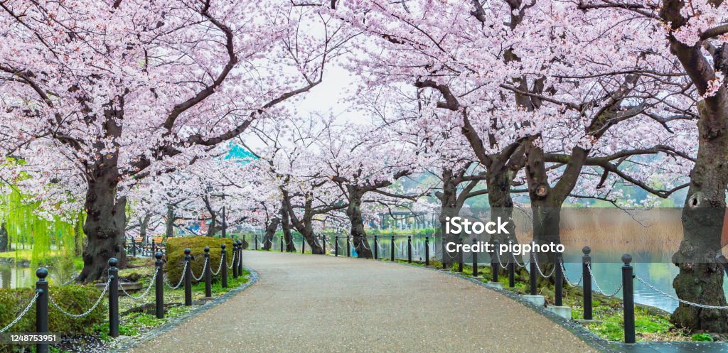 Walking path under the beautiful sakura tree or cherry tree tunnel in Tokyo, Japan Cherry Blossom Stock Photo