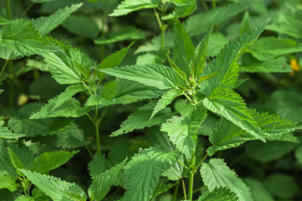 istock Background from nettle with fluffy green leaves. Nettle growing in the forest under bright sunshine. 1248755435