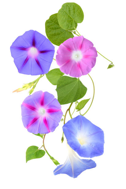 A pink blue ipomoea (morning glory) with vines and leaves on a white background. A pink blue ipomoea (morning glory) with vines and leaves on a white background. morning glory photos stock pictures, royalty-free photos & images