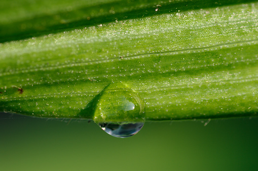 Green leaf with drops of water on a blurred natural background. Large beautiful drops of transparent rain water on a green leaves. Macro. Shallow depth of field