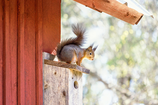 a brown squirrel on wooden birdhouse roof