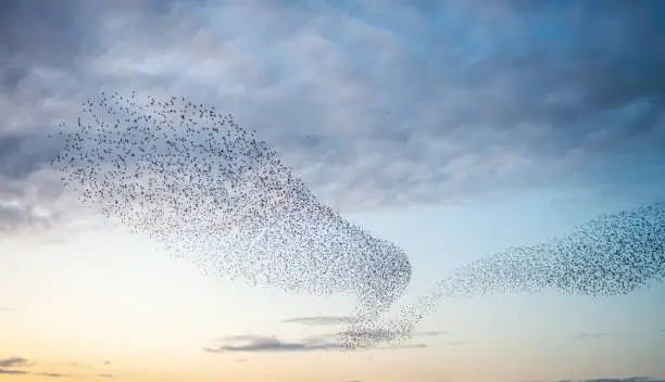 A large group of starlings creating a dramatic shape as they fly together at sunset in the Scottish Borders.