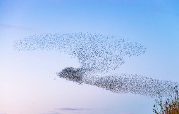Starlings creating a bird shape An outline shape of a bird, created as thousands of starlings form a murmuration at dusk in Scotland. flock of birds stock pictures, royalty-free photos & images