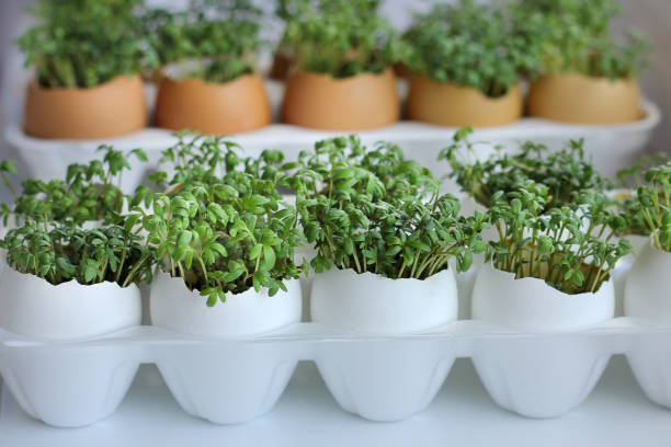 istock cress seedling in an egg. planting seedlings in eggshells and growing useful micro-greenery at home 1248762011