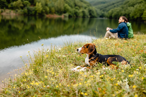 Charming young adventurous couple sitting on the grass near lake lake, relaxing, enjoying the moment, while their hound dog lying down