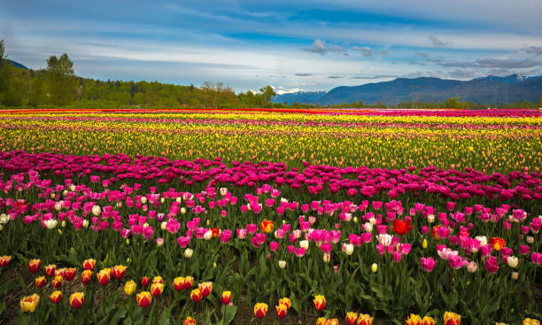 Tulip festival - field of flowers stock photo