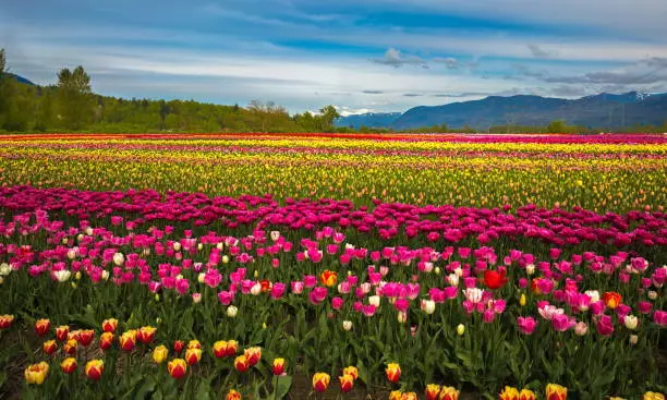 Photo of Tulip festival - field of flowers