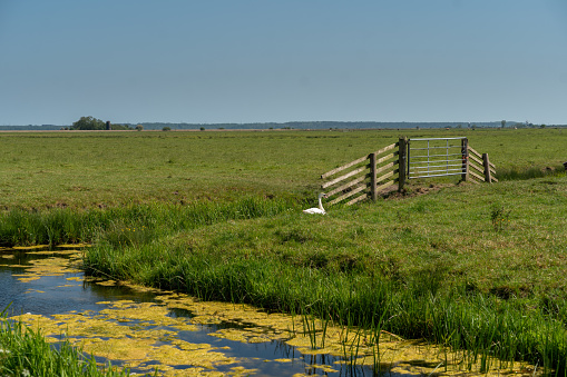 The natural countryside of Norfolk, UK with marshland and big skies