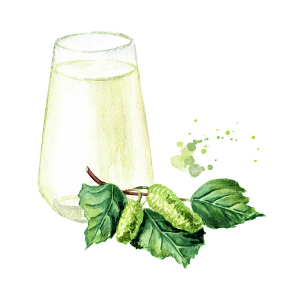 Birch juice or sap with Young branch of birch with buds and leaves. Hand drawn watercolor illustration, isolated on white background
