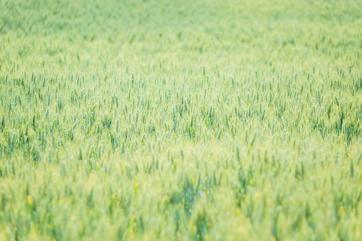 Wheat field at late spring, green stems, selective focus