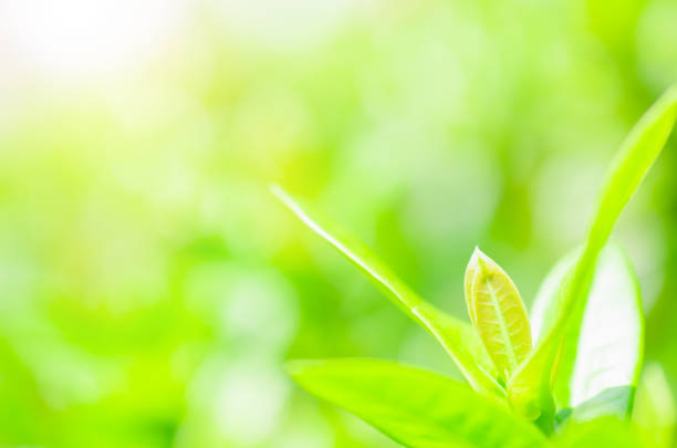 istock closeup green plant leaf nature fresh abstract greenery blur bokeh background with copy space in garden use for backdrop or wallpaper. 1248765094