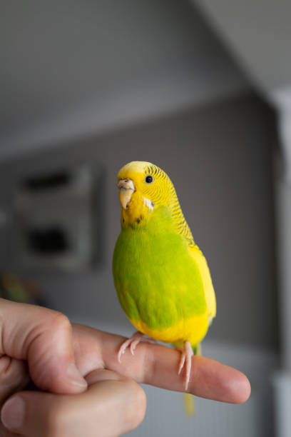 istock A yellow and green budgerigar parakeet pet perching on a finger indoors. 1248765997