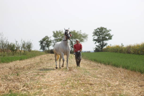 istock Older man walking wit horse 1248767325