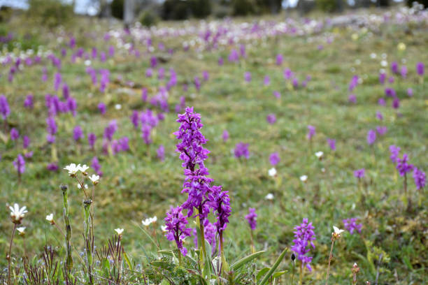 Purple orchids close up in a field with a lot of blossom orchids on the island Oland in Sweden