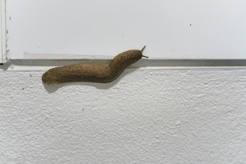 Semperula siamensis or snail slug crawling on the wall with tiny ants