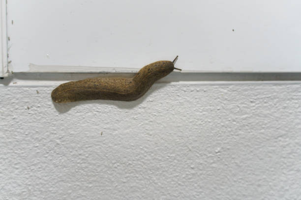 Semperula siamensis or snail slug Semperula siamensis or snail slug crawling on the wall with tiny ants siamensis stock pictures, royalty-free photos & images