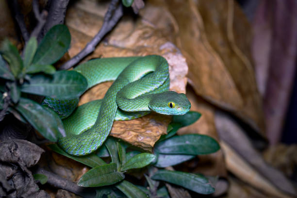 istock Beautiful large eyed viper ready to hunt at night 1248767846