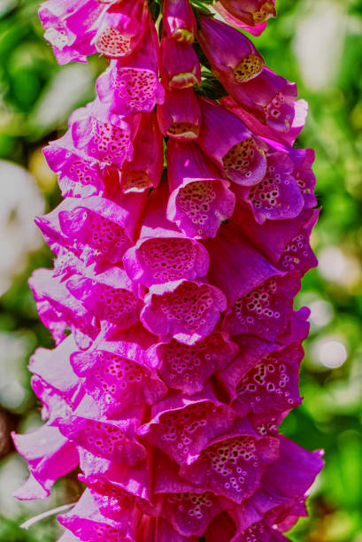 istock Digitalis thapsi, the foxglove flower 1248768437