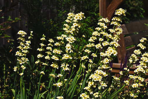 Las flores amarillas de sisyrinchium striatum 'Variegatum' también conocida como hierba de ojos amarillos pálidos 'Tía May' photo