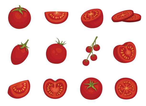 Tomato, red vegetable set in different slices Tomato, red vegetable set in different slices. Glossy red, tasty natural salad ingredient for cooking. Vector flat style cartoon illustration isolated on white background tomato slice stock illustrations