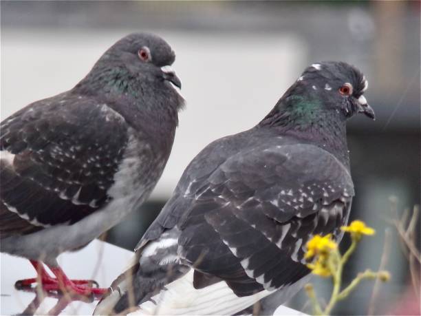 istock Two pigeons on a city roof 1248768971