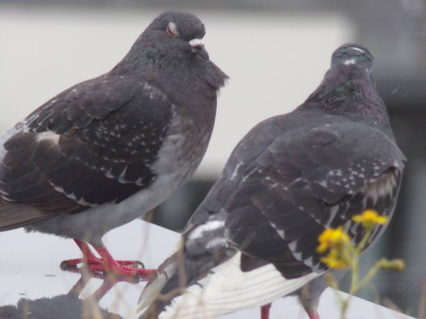 istock Two pigeons on a city roof 1248769018