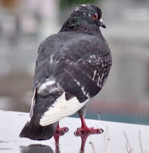 istock Female grey pigeon on a city roof 1248769052