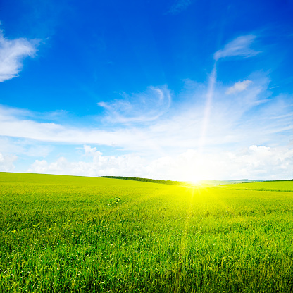 Green field, sun and blue sky. Agricultural landscape.