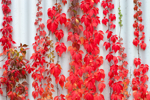 Red leaves Parthenocissus plants climbing on wall. Colorful autumn Virginia Creeper leaf floral texture