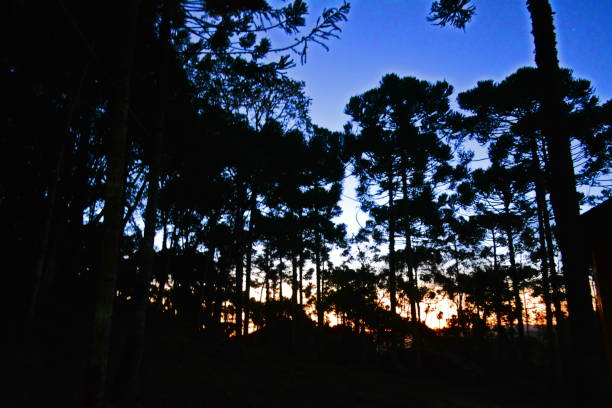 istock Dusk landscape in Santa Catarina 1248769557