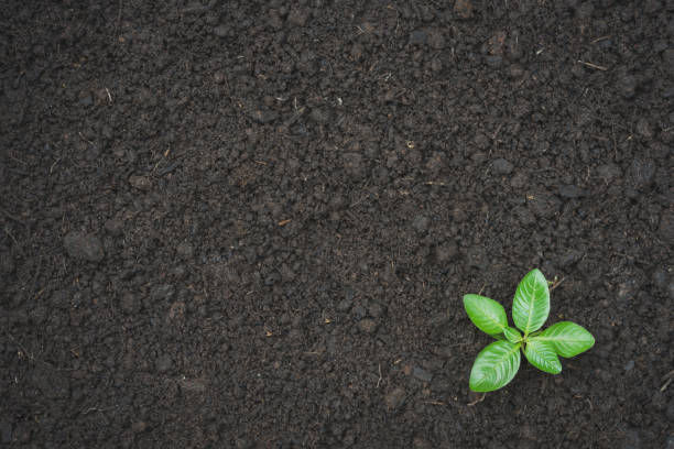Seedling green plant surface top view textured background. Space for text. stock photo