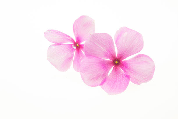 Madagascar periwinkle Madagascar periwinkle isolated on a white background catharanthus roseus stock pictures, royalty-free photos & images
