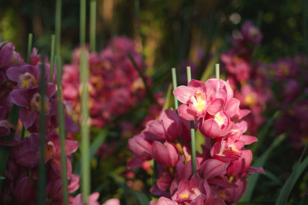 Colorful cymbidium orchid in flower garden