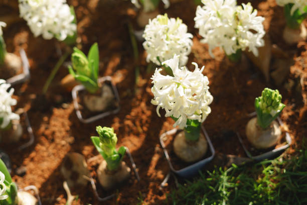 Colorful white hyacinth flower in garden