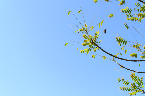 Windy star gooseberry tree branch with leave in spring season and sunny blue sky