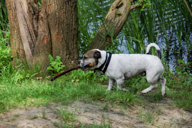 istock Swimming and playing dogs 1248772812