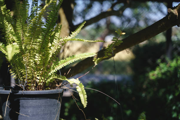 istock Boston or sword fern plant pot 1248772946