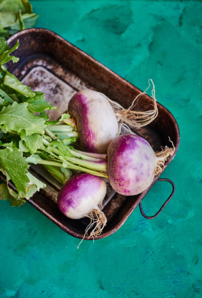 navets biologiques - turnip photos et images de collection