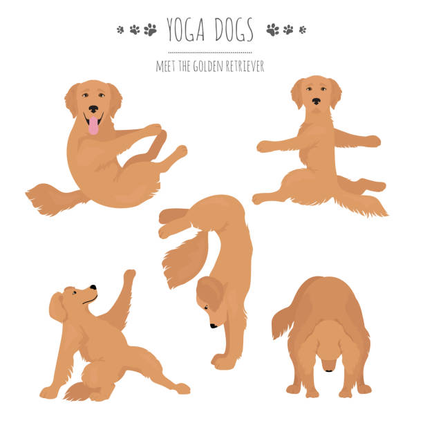 собаки йоги позирует и упражнения. золотой ретривер клипарт - golden retriever illustrations stock illustrations
