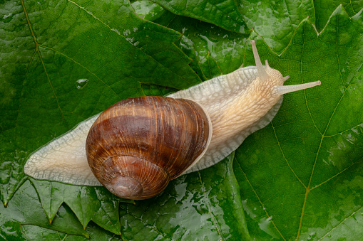 Snail on the vine