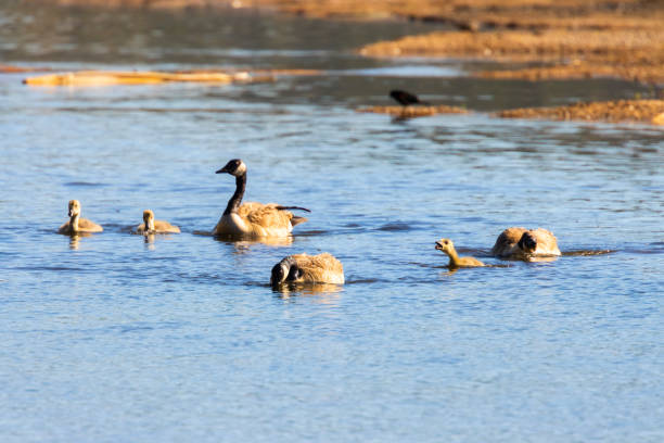 istock Canada Geese and Goslings 1248775316