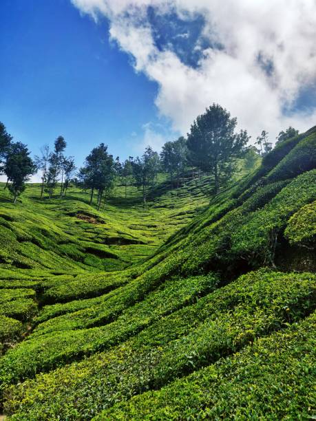 beautiful scenery of hilly tea estate (tea plantations) in munnar hill station, kerala, india. green all over with trees and sky on the background. - munnar imagens e fotografias de stock