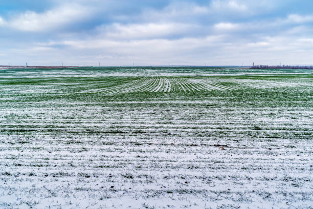 Snow-covered field with green shoots of winter cereals Snow-covered field with green shoots of winter cereals. The picture was taken in Russia, in the countryside at the end of November overcasting stock pictures, royalty-free photos & images