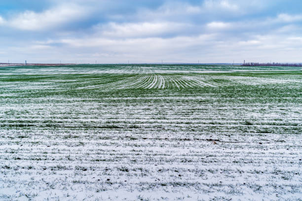 snow-covered field with green shoots of winter cereals - corn snow field winter imagens e fotografias de stock
