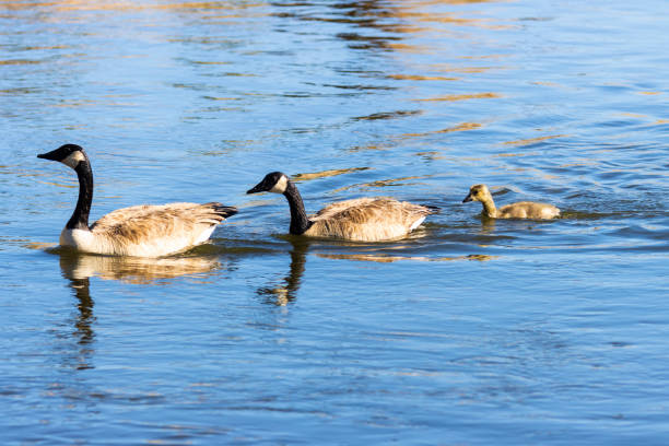 istock Canada Geese and Goslings 1248777271