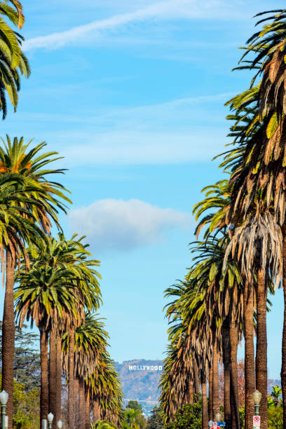 Los Angeles, United States - January 10, 2018: Hollywood sign can be seen behind row of palm tree in Los Angeles.